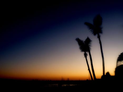 A sunset with palm trees in the foreground