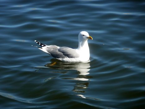 Seagull floating on water at the Maspalomas nature reserve.