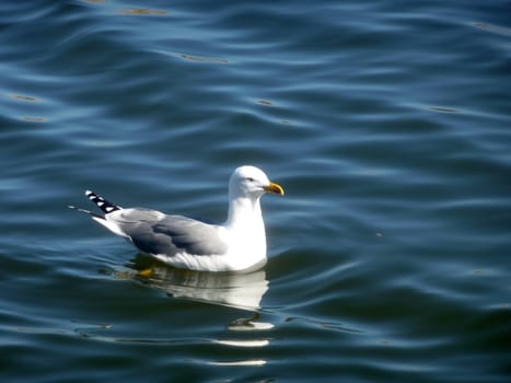 Seagull floating on water at the Maspalomas nature reserve.