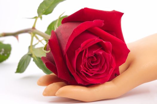 Red rose on hand over white background