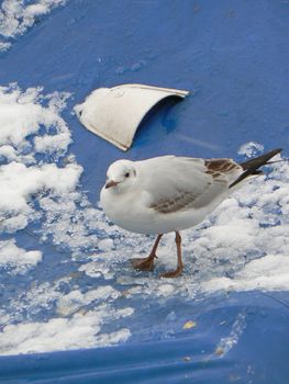 gull and boat blue