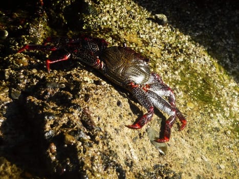 A tropical crab on the rocks.
