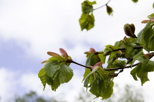 Young linden branch against cloudy sky 