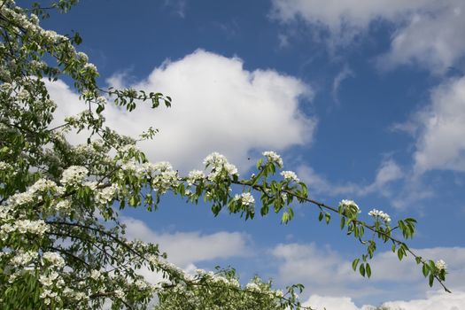 Blooming fruit tree on the blue sky with white clouds