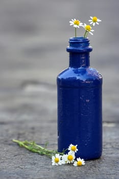 A blue bottle and daisies close up