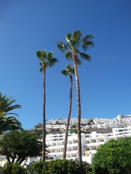 View of some palm trees in Puerto Rico in Gran Canaria.