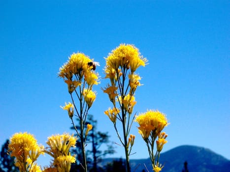 Bumble bee on wild yellow flowers with a bright blue sky and a mountain view at Big Bear Lake, California.