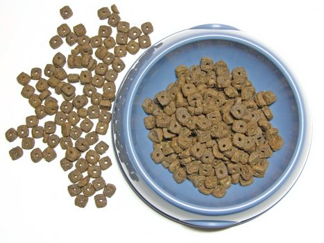 cat food in and near the pet's bowl