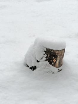 stump in the forest covered with first snow