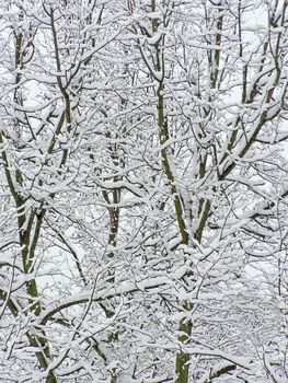 tree branches covered with first snow