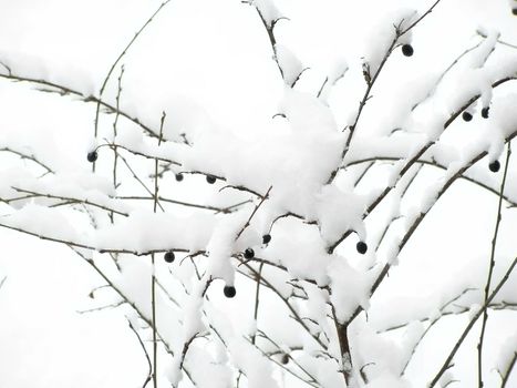 bush of berries under the first snow
