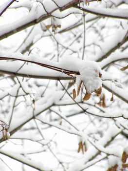 maple branches under the first white snow