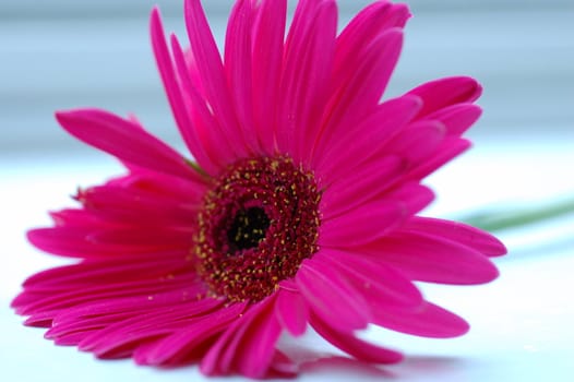 Pink Gerbera on a white background