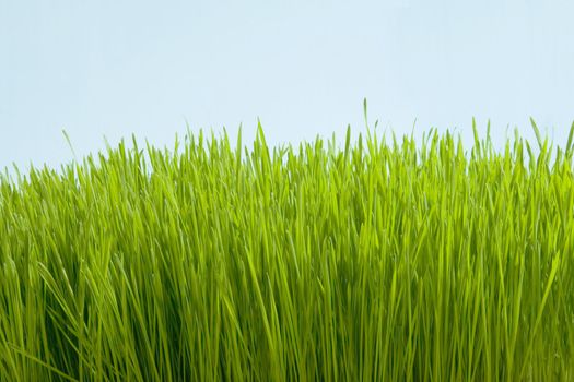 herb