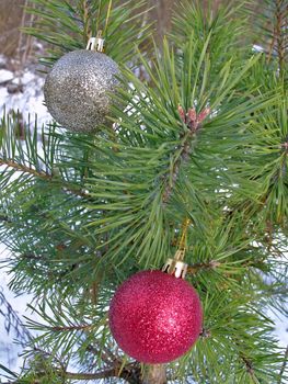 decoration balls on the christmas tree outdoor