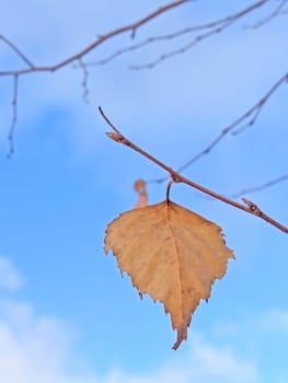 last yellow birchen leaf against blue sky