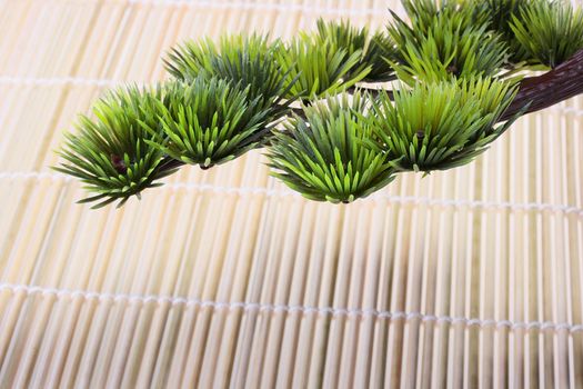 Green branch of the Japanese pine against a bamboo laying.