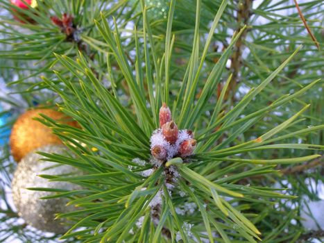 decoration balls on the christmas tree outdoor