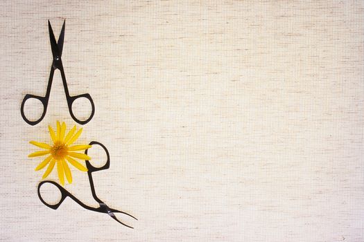 Background on a theme of business connected with manicure, scissors and tweezers with a yellow flower.