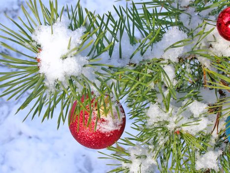 Red decoration ball on the christmas tree outdoor