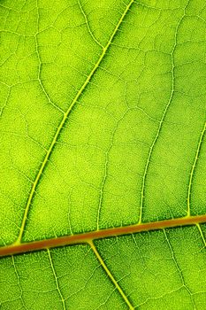 structure texture and pattern of green leaf