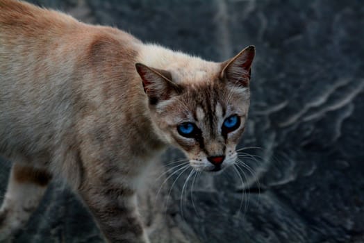 portrait of a blue eyed cat looking at you, nice background
