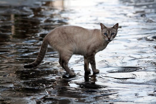 portrait of a blue eyed cat looking at you, after the rain
