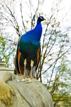 Peacock shouts in Warsaw park