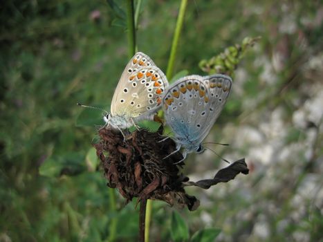 Two copulating butterflies