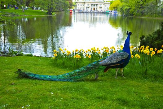 Peacock walks about park in Warsaw