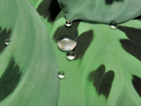 A lot of shining drops on wild green leaves