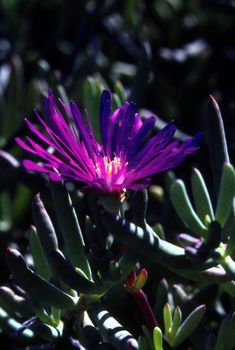 Close up of a Ice plant