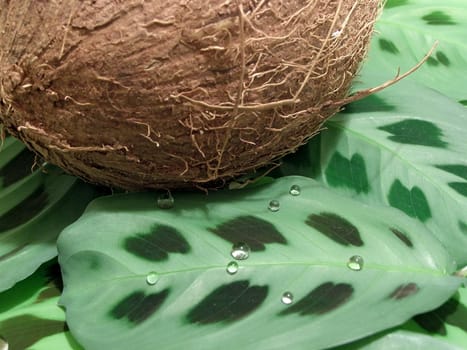 Brown coconut on wild leaves with drops