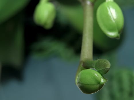 A lot of yang orchid green buds    