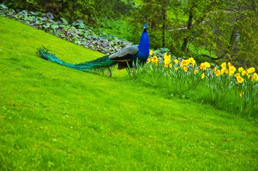 Peacock walks about park in Warsaw