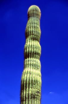 Giant Saguaro cactus in Arizona desert