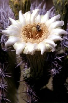 Blooming Saguaro cactus