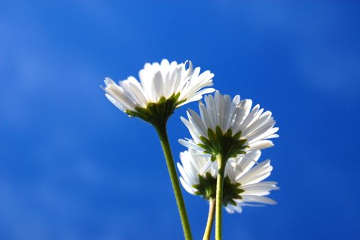 daisy from below under blue sky in summer