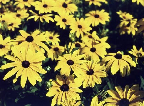 Black eyed Susan 