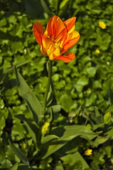 Tulip in Warsaw park