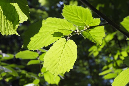 Green leaves are convenient for using as a background