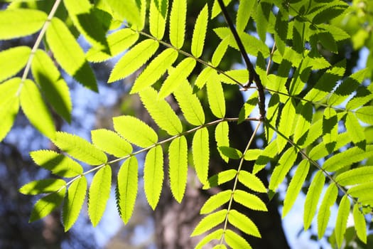 Green leaves are convenient for using as a background