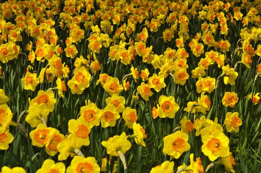 Narcissus jonquilla L. in Warsaw park