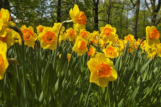 Narcissus jonquilla L. in Warsaw park