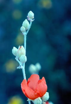 Blooming Desert Mallow