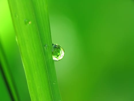 Close-up view on rain drops on a blade of grass