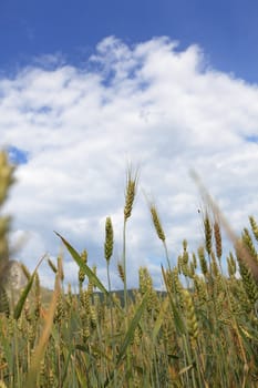 Beautiful upward view of a wheat crop. 