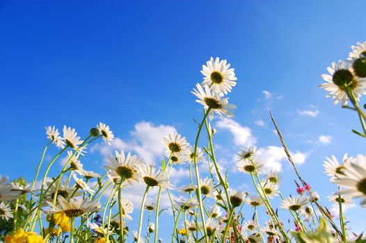 flowers on meadow in summer from below and blue sky