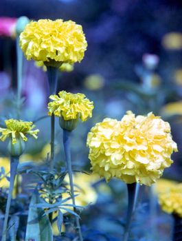 Korean Chrysanthemum