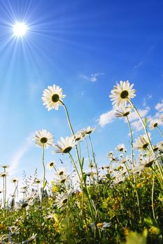 flower in summer under blue sky with copyspace